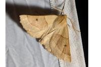 Crocallis elinguaria