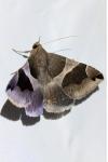 Dysgonia algira