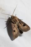 Agrotis exclamationis