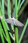Cyclophora punctaria