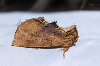 Ptilodon capucina