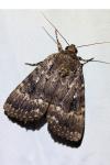 Amphipyra pyramidea