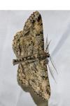 Peribatodes rhomboidaria
