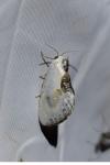 Cilix glaucata