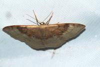 Idaea degeneraria
