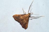 Endotricha flammealis