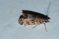 Eudonia mercurella