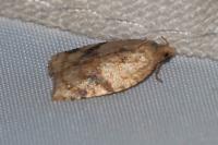 Acleris ferrugana/notana