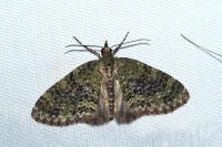 Acasis viretata