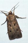 Agrotis exclamationis