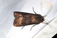 Agrotis ipsilon