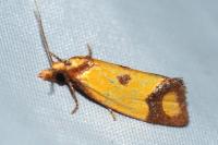 Agapeta zoegana