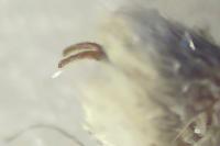 Cilix glaucata