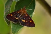 Pyrausta aurata