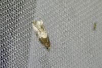 Notocelia roborana