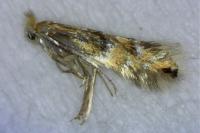 Phyllonorycter ulmifoliella