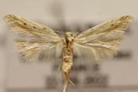 Metzneria paucipunctella
