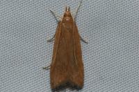 Helcystogramma rufescens