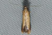 Coptotriche marginea