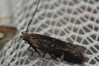 Aproaerema anthyllidella