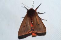 Phragmatobia fuliginosa