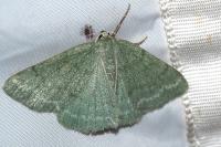 Pseudoterpna pruinata