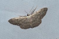 Idaea seriata