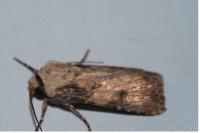 Agrotis puta