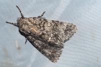 Acronicta megacephala