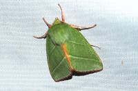 Pseudoips prasinanus