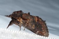 Notodonta dromedarius