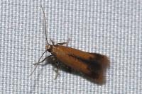 Coptotriche marginea