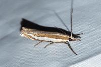 Crambus pascuella