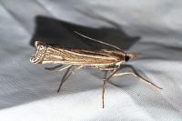 Ancylolomia tentaculella