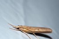 Pediasia contaminella