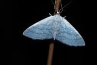 Idaea subsericeata