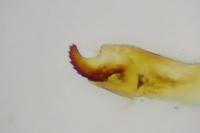 Mesapamea secalella