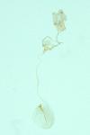 Syndemis musculana