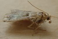 Acrobasis tumidana