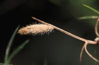 Coleophora albicosta