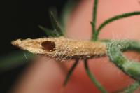Coleophora albicosta