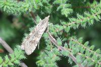 Nomophila noctuella