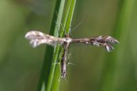 Buckleria paludum
