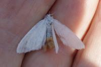 Sphrageidus similis