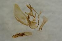 Eupithecia virgaureata