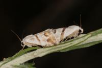 Eublemma candidana