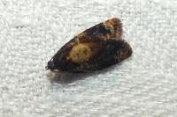 Ditula angustiorana