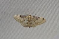 Idaea filicata