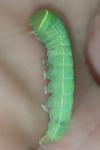 Pseudoips prasinanus