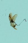 Crassa unitella